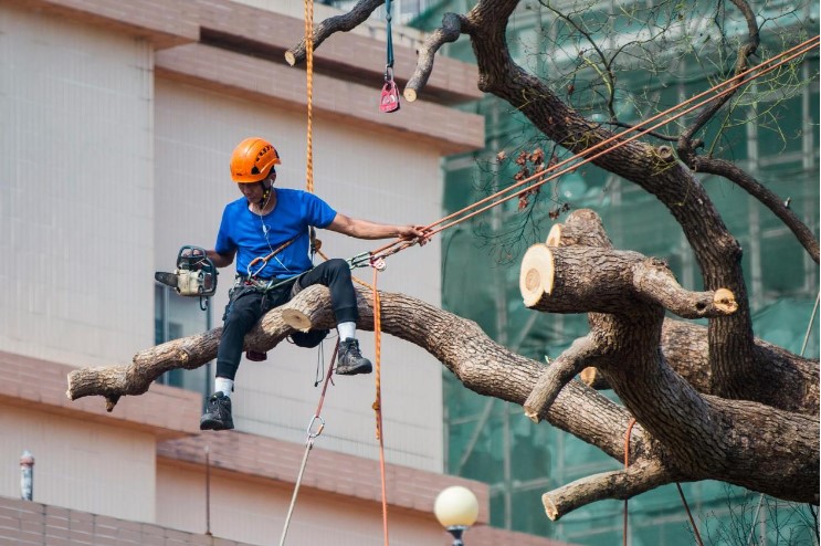 The Ultimate Guide to Choosing the Best Tree Service for Your Property