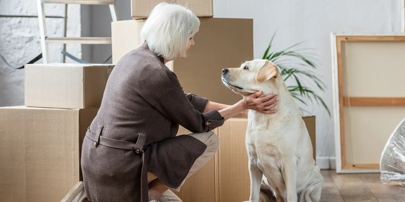 Moving Pets Internationally: A Comprehensive Guide for Stress-Free Journeys